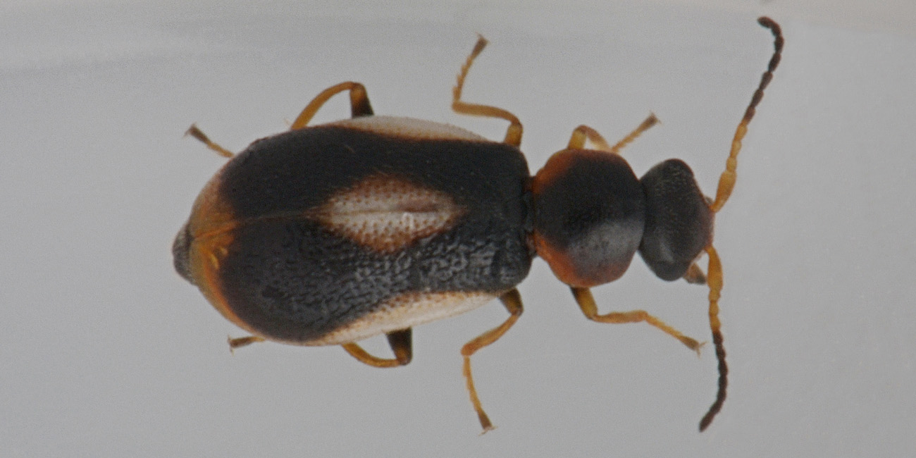 Malachiidae: Colotes maculatus?  Sì !